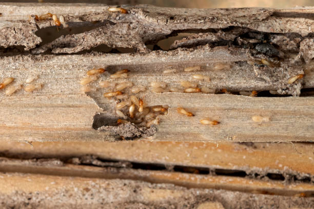 Best Wasp Removal Services  in Port Reading, NJ